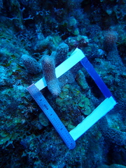 Porites porites