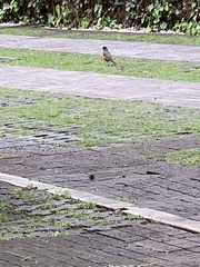 Turdus migratorius