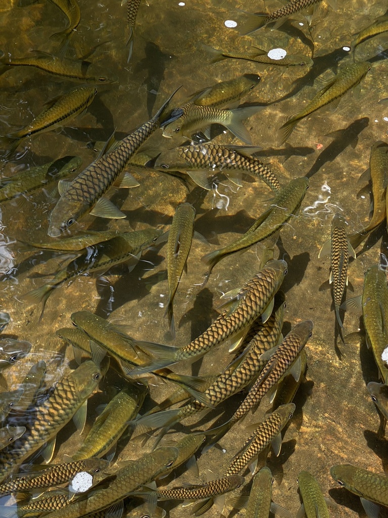 Black mahseer (Tor khudree) — Cyprinidae
