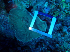 Porites astreoides