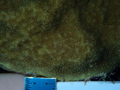 Porites astreoides