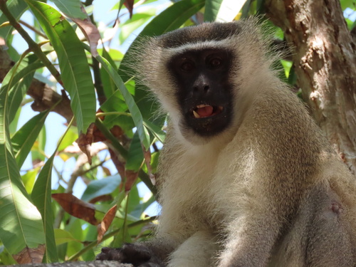 Vervet Monkey