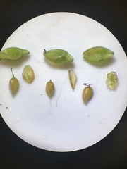 Carex leptalea pacifica