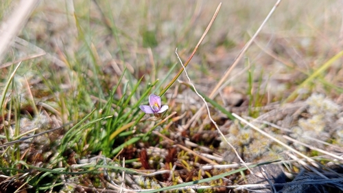 Romulea minutiflora