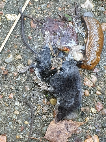 Mediterranean Water Shrew, Kosakowo, Polska, photo 6 of 10