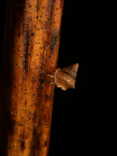 Omphalotropis observed 2024-09-17