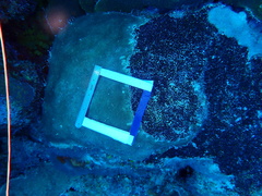 Stephanocoenia intersepta