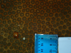 Stephanocoenia intersepta