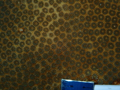 Stephanocoenia intersepta