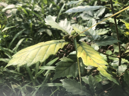 Quercus serrata iNat (1)