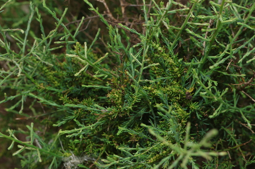 Image of Maireana microphylla by (c) Greg Tasney, some rights reserved (CC BY-SA)