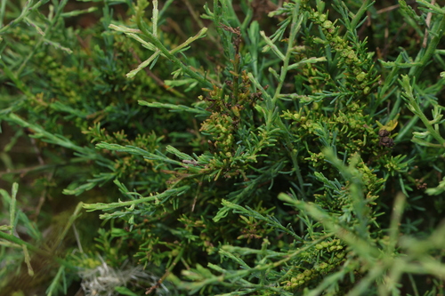 Image of Maireana microphylla by (c) Greg Tasney, some rights reserved (CC BY-SA)