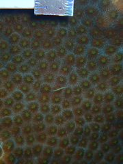 Orbicella faveolata