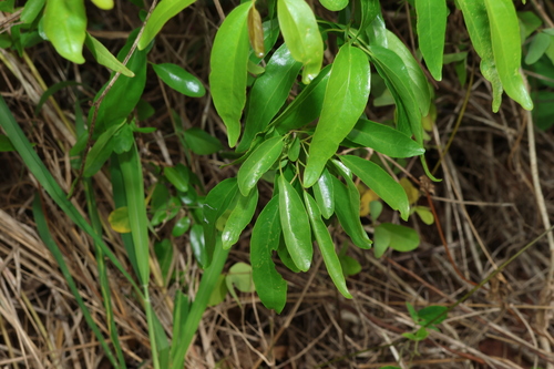 Image of Ehretia saligna by (c) Greg Tasney, some rights reserved (CC BY-SA)