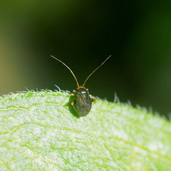 Halticus luteicollis