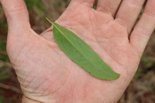 Image of Ehretia saligna by (c) Greg Tasney, some rights reserved (CC BY-SA)