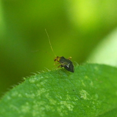 Halticus luteicollis