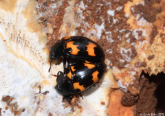 Aulacocheilus quadripustulatus