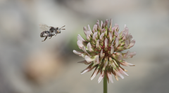 Trifolium repens repens