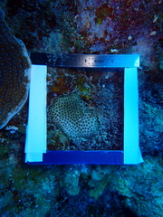 Stephanocoenia intersepta