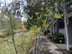 Foeniculum vulgare
