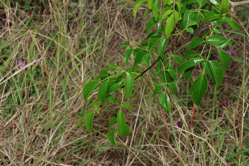 Image of Pandorea floribunda by (c) Greg Tasney, some rights reserved (CC BY-SA)