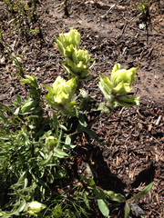 Castilleja occidentalis
