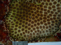 Stephanocoenia intersepta