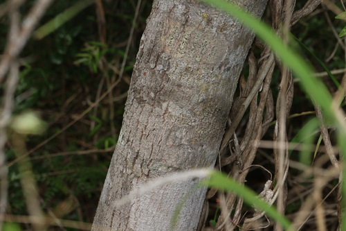 Image of Geijera salicifolia by (c) Greg Tasney, some rights reserved (CC BY-SA)