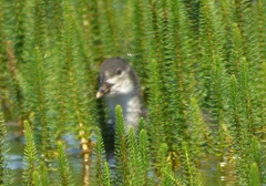 Fulica atra