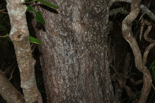 Image of Acacia fasciculifera by (c) Greg Tasney, some rights reserved (CC BY-SA)