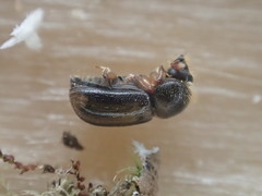 Trypodendron lineatum