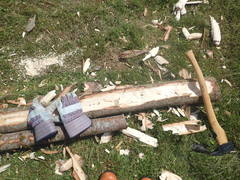 Trypodendron lineatum