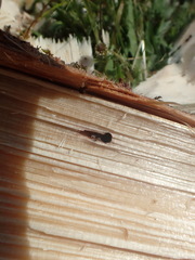 Trypodendron lineatum