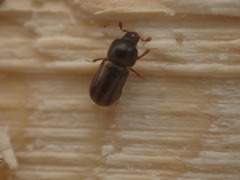 Trypodendron lineatum