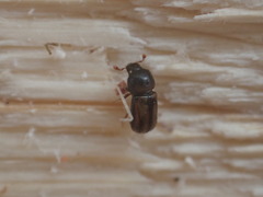 Trypodendron lineatum