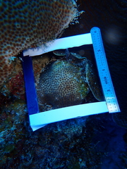 Stephanocoenia intersepta