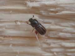 Trypodendron lineatum