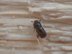 Trypodendron lineatum