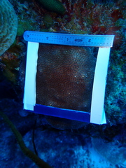 Stephanocoenia intersepta