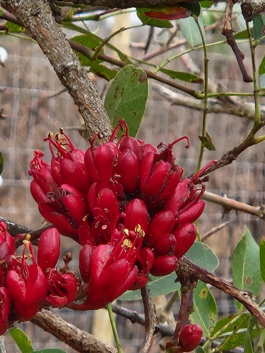 Schotia brachypetala
