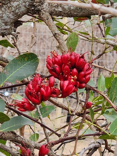 Schotia brachypetala