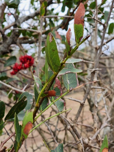 Schotia brachypetala