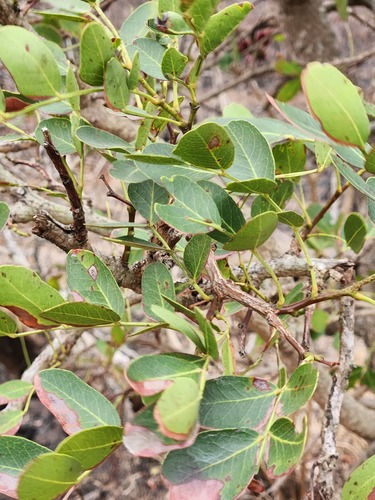 Schotia brachypetala