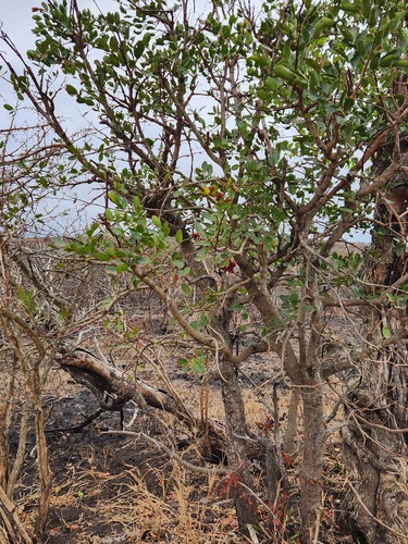 Schotia brachypetala