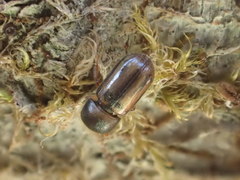 Trypodendron lineatum