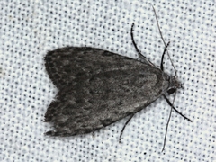 Nola pleurosema