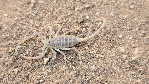 Birulatus jordanensis