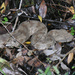 Macrovipera lebetinus lebetinus - Photo (c) severinus, μερικά δικαιώματα διατηρούνται (CC BY-NC), uploaded by severinus