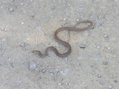 Dolichophis jugularis